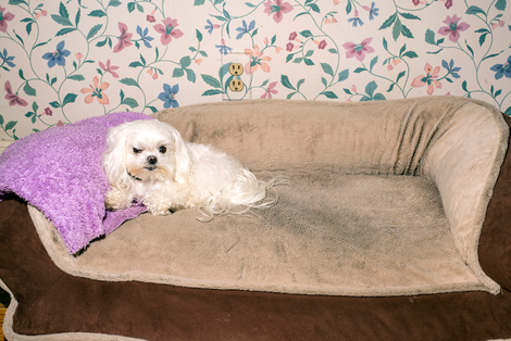Woody Wise’s dog.